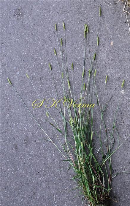  Plant